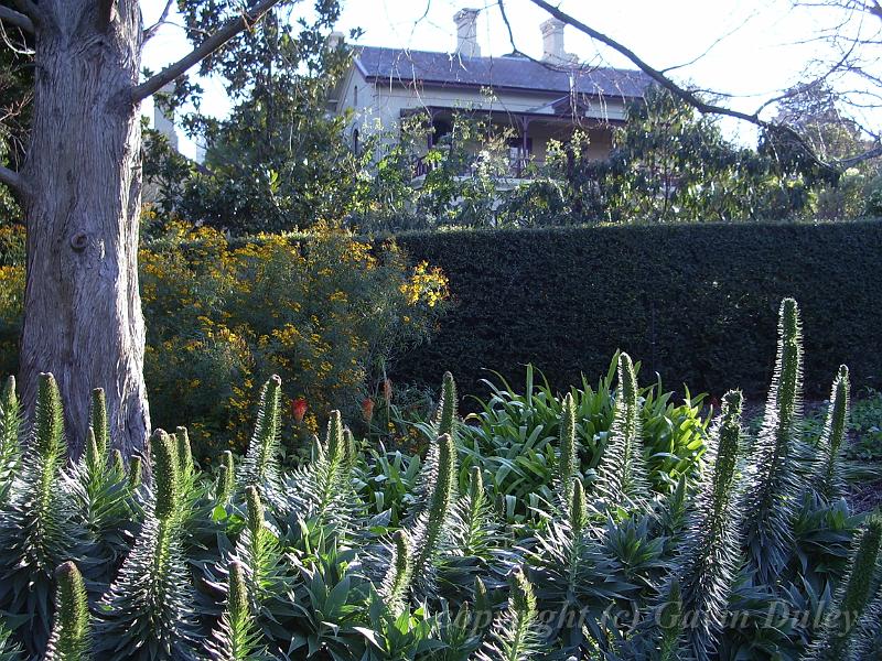 Melbourne Botanic Gardens IMGP2134.JPG